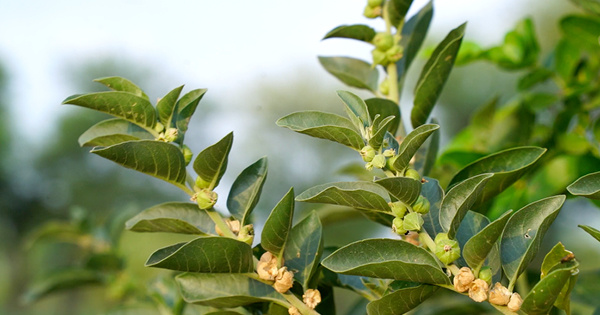 Ashwagandha plant