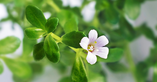 Brahmi plant Brahmi plant