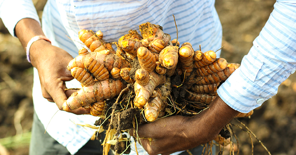 Curcuma Wurzel Curcuma Wurzel