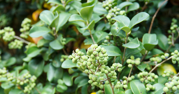 Guggul - Plant Guggul - Plant