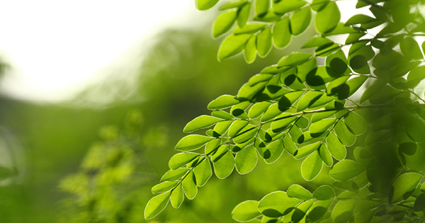 Moringa blad