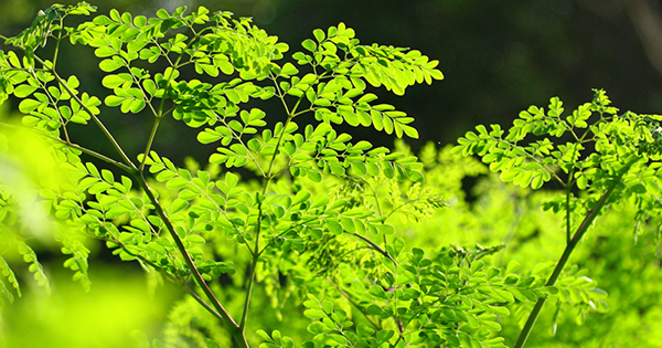 Moringa plant Moringa plant