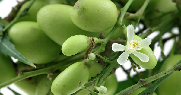 Neem bloesem