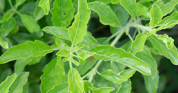 Tulsi - Bladeren van de plan