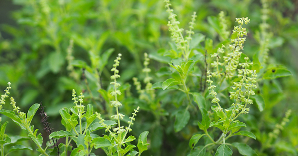 Tulsi - Planten