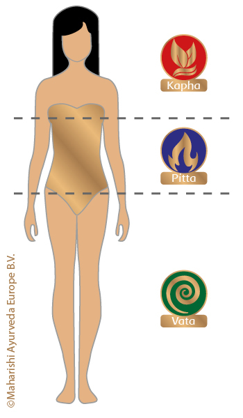 Verdeling van Vata, Pitta en Kapha in het lichaam