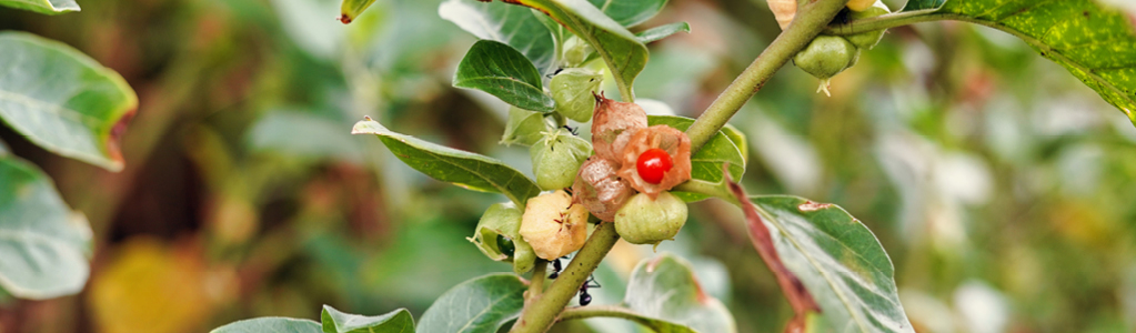 Ayurvedische kruidengeneeskunde